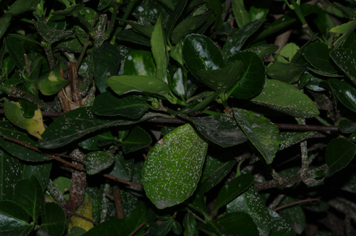 Cocciniglie: Unaspis euonymi